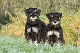 SCHNAUZER NAIN 038